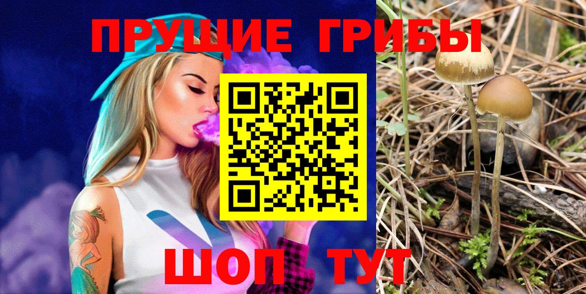 Псилоцибиновые грибы GOLDEN TEACHER  Вход с VPN  Вольск  Галлюциногенные грибы Psilocybe 